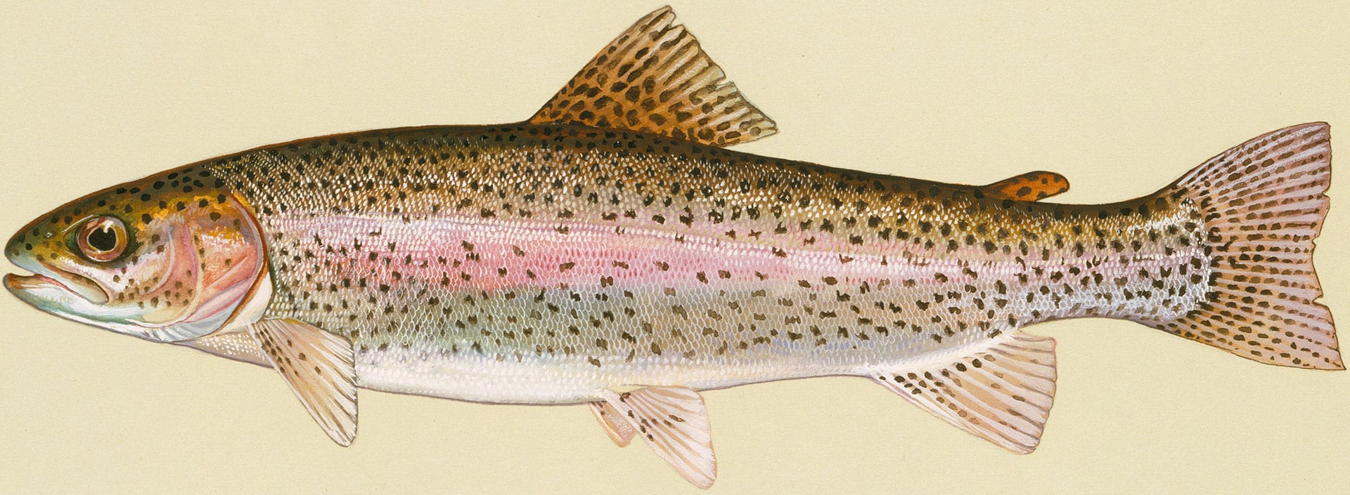 tenkara-fisher: Kauai Trout