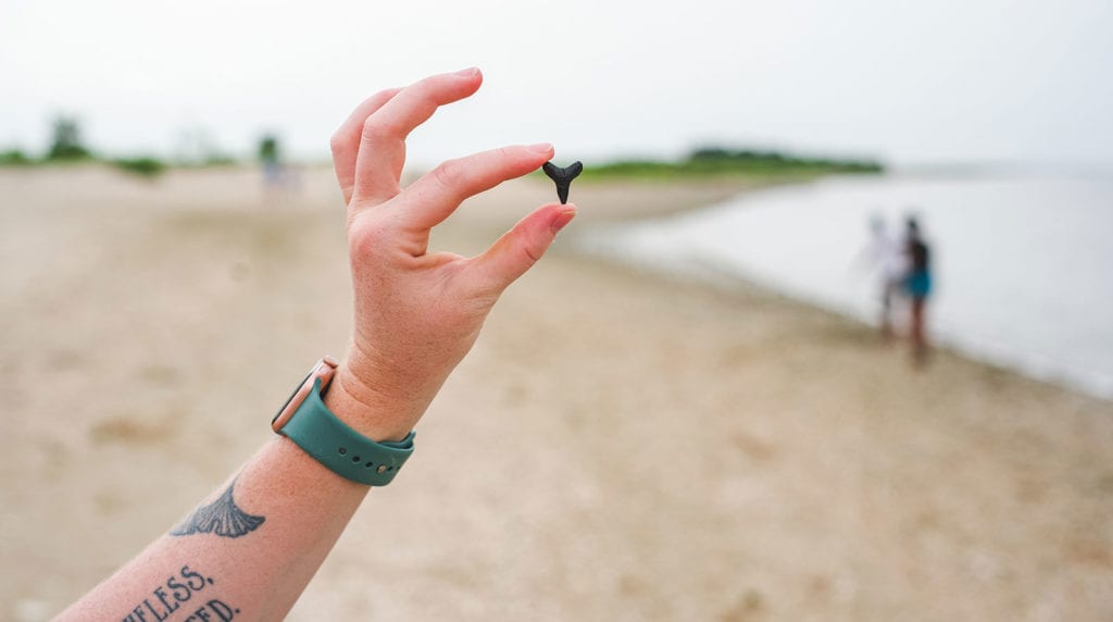 Shark Tooth Beach on Jekyll Island: A Hidden Gem for Fossil Enthusiasts